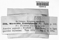 Xylobolus frustulatus image